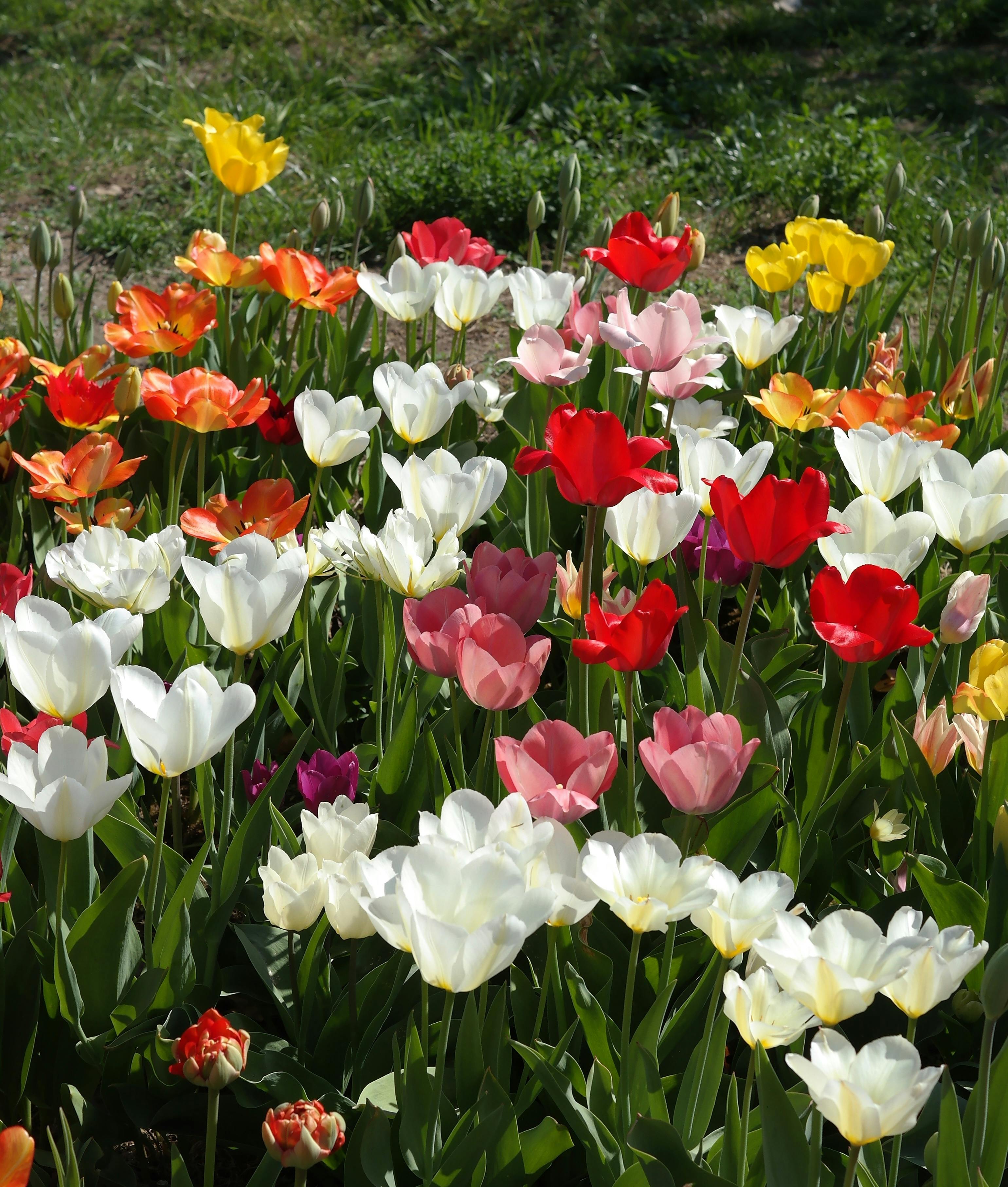 Jak přežít jarní alergie s grácií